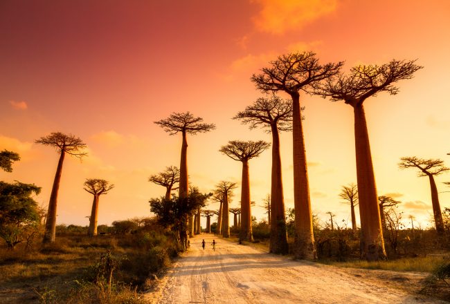 Baobab Madagascar